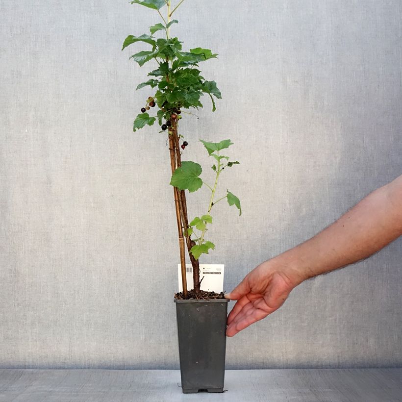 Spécimen de Cassissier Titania Pot de 1,5L/2L, Buisson tel que livré en été