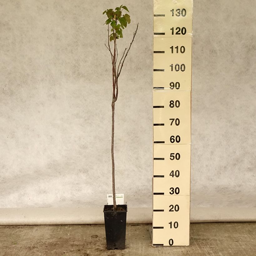 Spécimen de Cassissier Titania Pot de 1,5L/2L, Tige de 90cm tel que livré en été