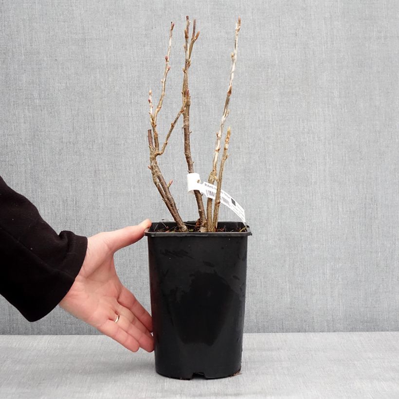 Spécimen de Cassissier Triton Pot de 2L/3L, Touffe tel que livré en hiver