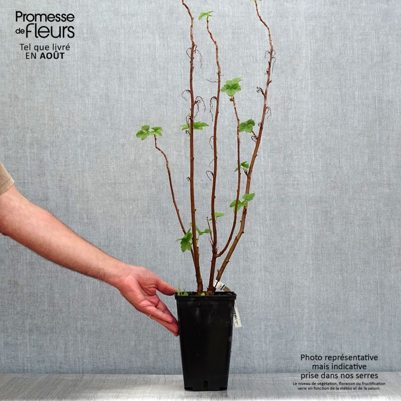 Spécimen de Cassissier Troll - Ribes nigrum Pot de 2L/3L, Buisson tel que livré en été