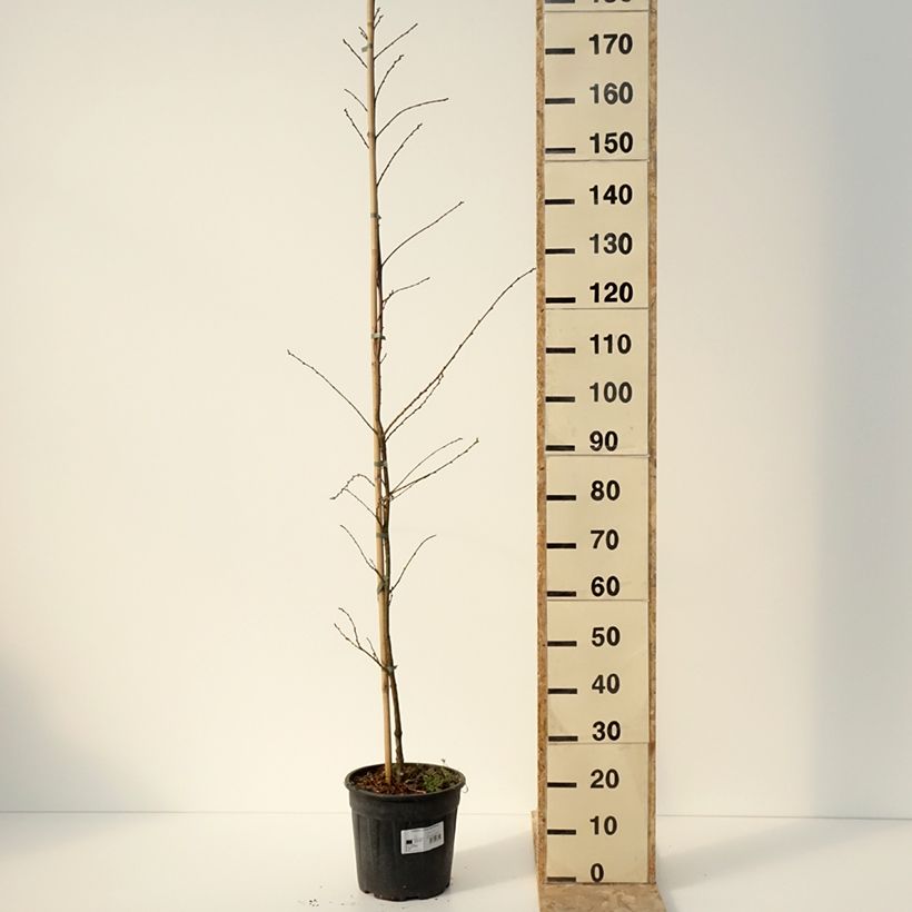 Spécimen de Castanea sativa Aspleniifolia - Châtaignier à feuille de fougère - Pot de 7.5L/10L tel que livré en hiver