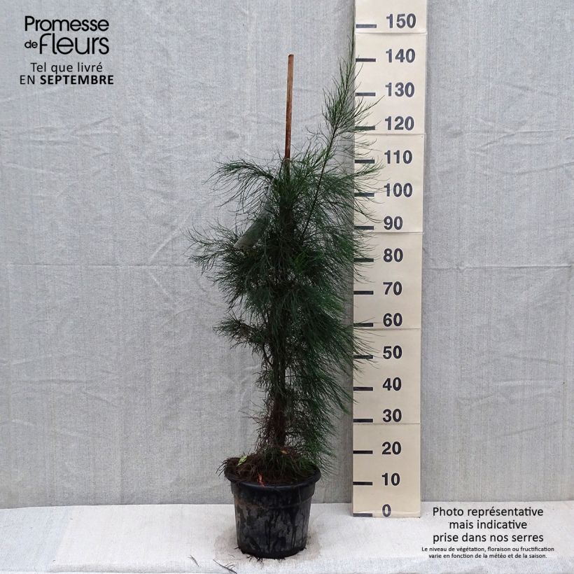 Spécimen de Casuarina equisetifolia - Filao, Pin australien Pot de 7,5L/10L tel que livré en automne