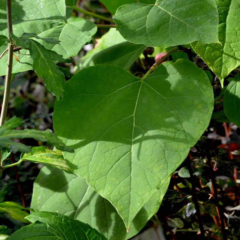 Catalpa bignonioides Aurea - Catalpa doré (Feuillage)