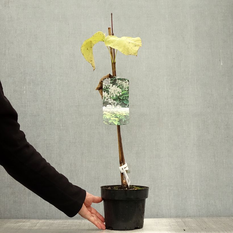 Spécimen de Catalpa bignonioides Aurea - Catalpa doré Pot de 2L/3L tel que livré en automne