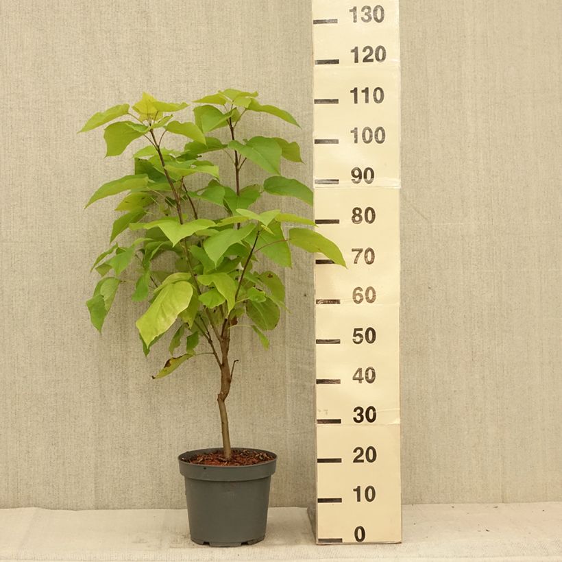 Spécimen de Catalpa bignonioides Aurea - Catalpa doré Pot de 4L/5L tel que livré en été