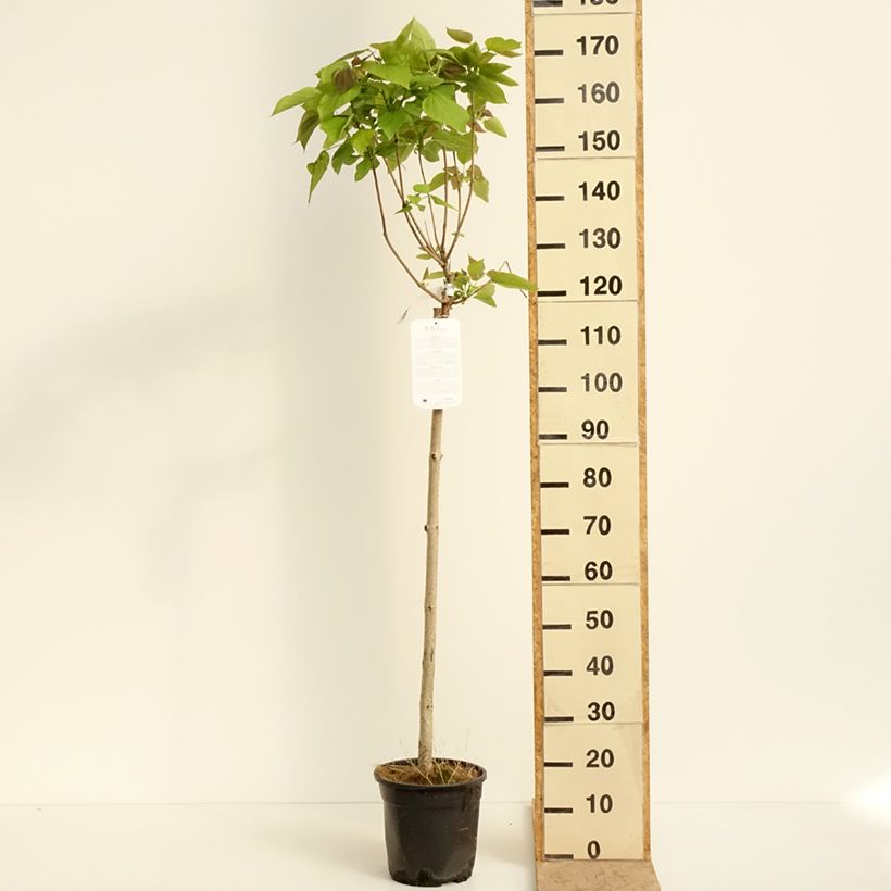 Spécimen de Catalpa bignonioides Nana - Catalpa boule Pot de 7,5L/10L, Tige tel que livré au printemps