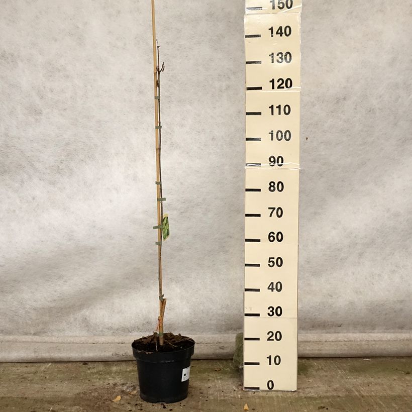 Spécimen de Catalpa speciosa Pulverulenta - Catalpa élégant Pot de 7,5L/10L tel que livré en automne