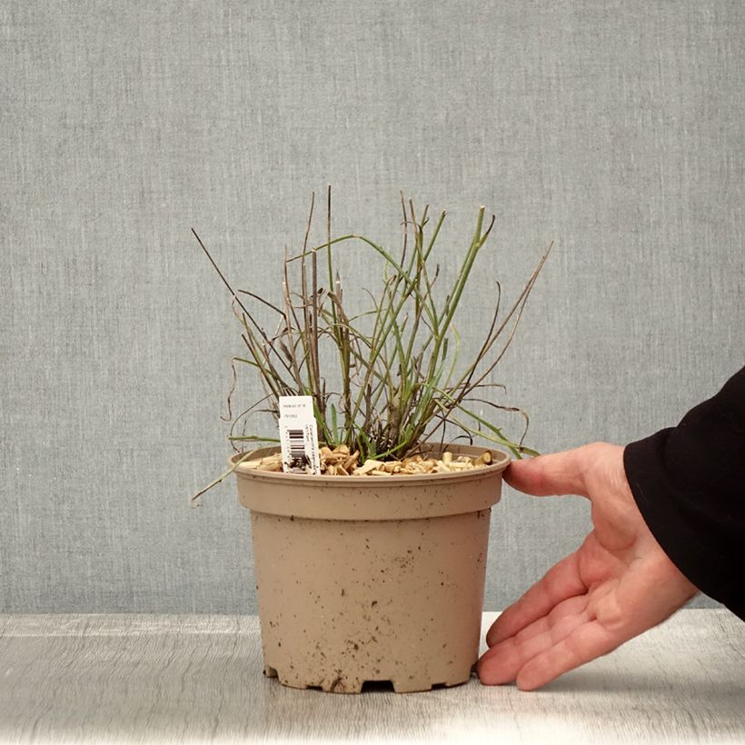 Spécimen de Catananche caerulea - Cupidone Pot de 2L/3L tel que livré en automne