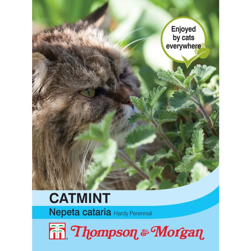 Exemple de spécimen de Graines de Nepeta cataria - Chataire - Catmint tel que livré