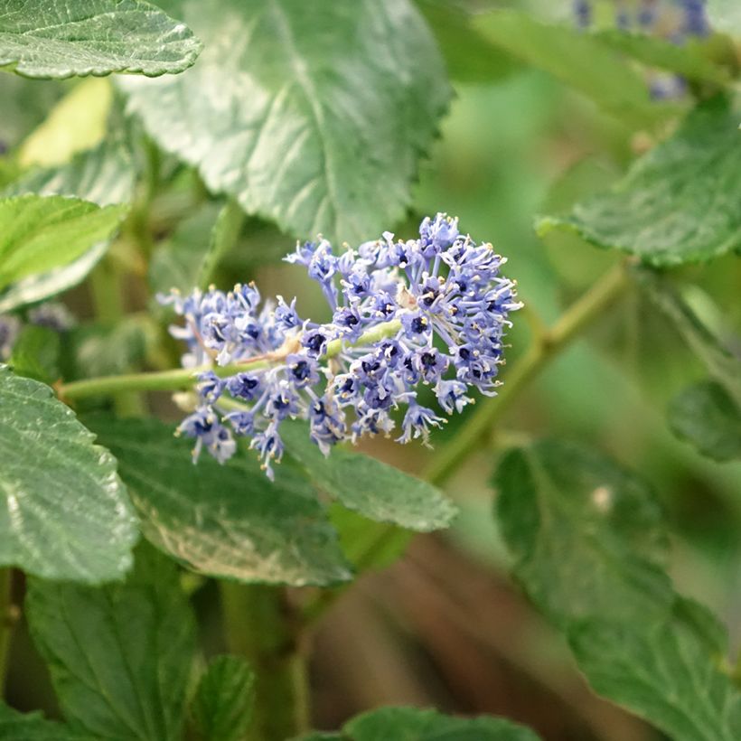 Céanothe arboreus Trewithen Blue (Floraison)