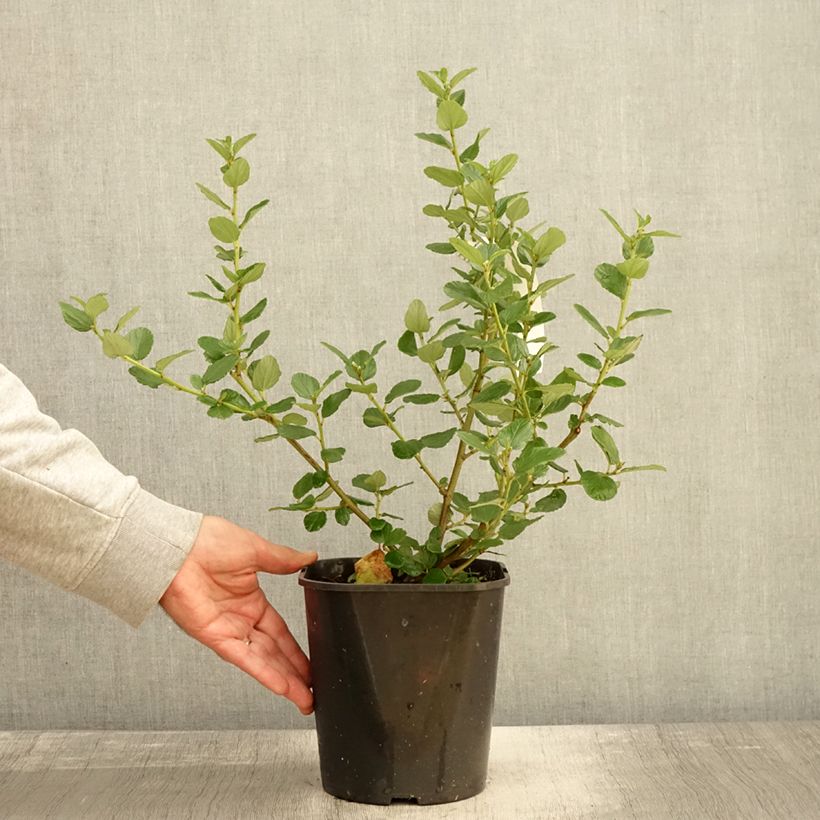 Spécimen de Céanothe arboreus Trewithen Blue Pot de 4L/5L tel que livré en automne