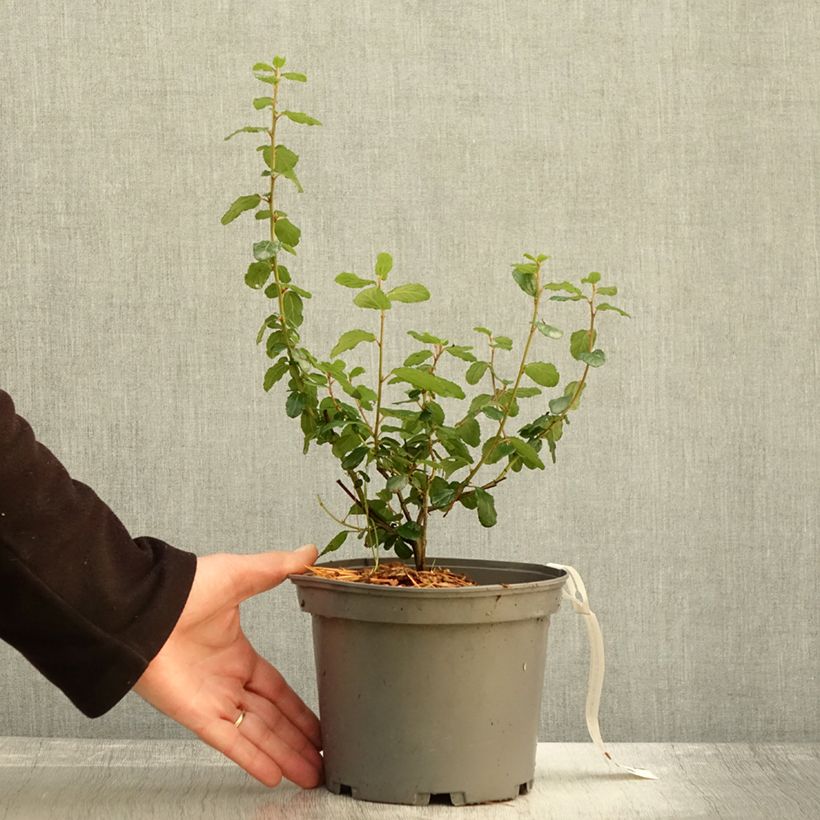 Spécimen de Céanothe Autumnal Blue Pot de 2L/3L tel que livré en automne