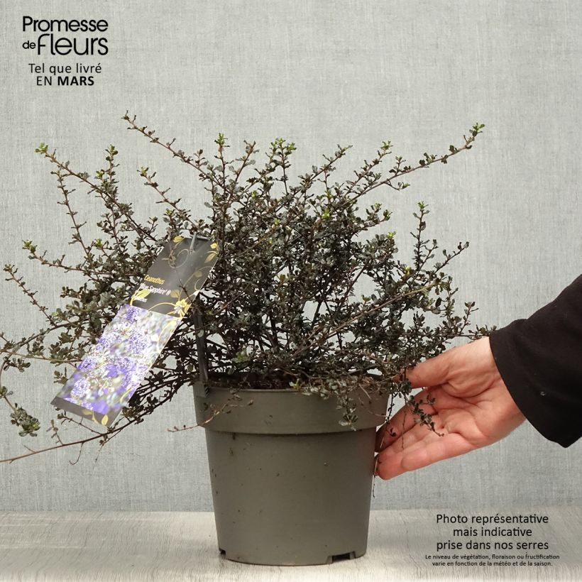 Spécimen de Céanothe Blue Sapphire en pot de 2/3L Pot de 2L/3L tel que livré au printemps