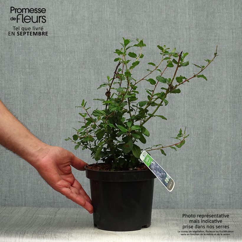 Spécimen de Céanothe Burkwoodii Pot de 2L/3L tel que livré en automne