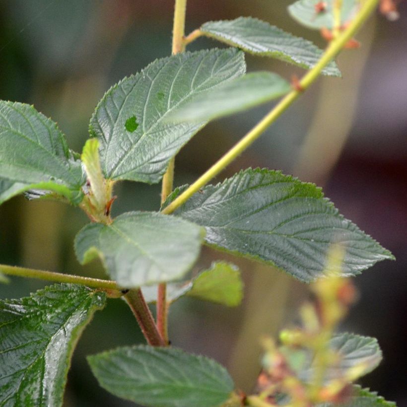 Ceanothe Gloire de Versailles - Ceanothus delilianus (Feuillage)