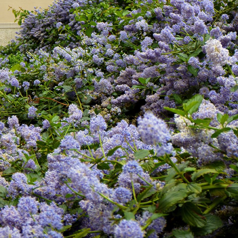 Céanothe pallidus Marie Blue (Marie Bleue) - Céanothe caduc (Floraison)