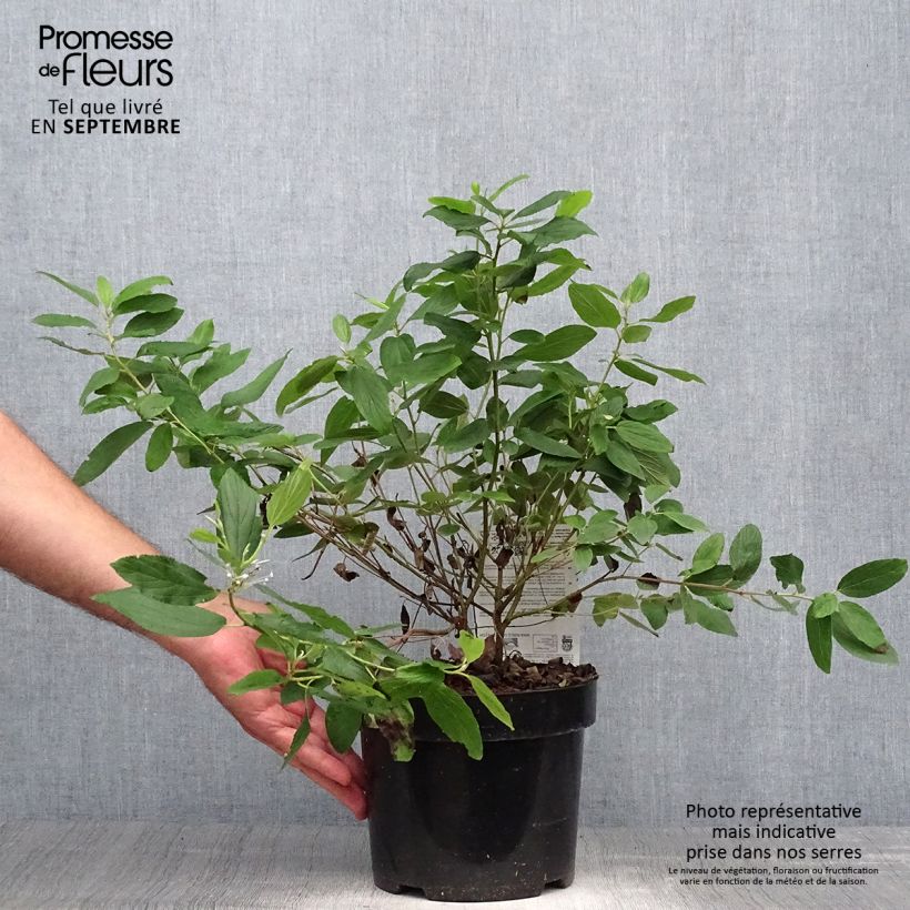 Spécimen de Céanothe pallidus Marie Blue (Marie Bleue) - Céanothe caduc Pot de 3L/4L tel que livré en automne