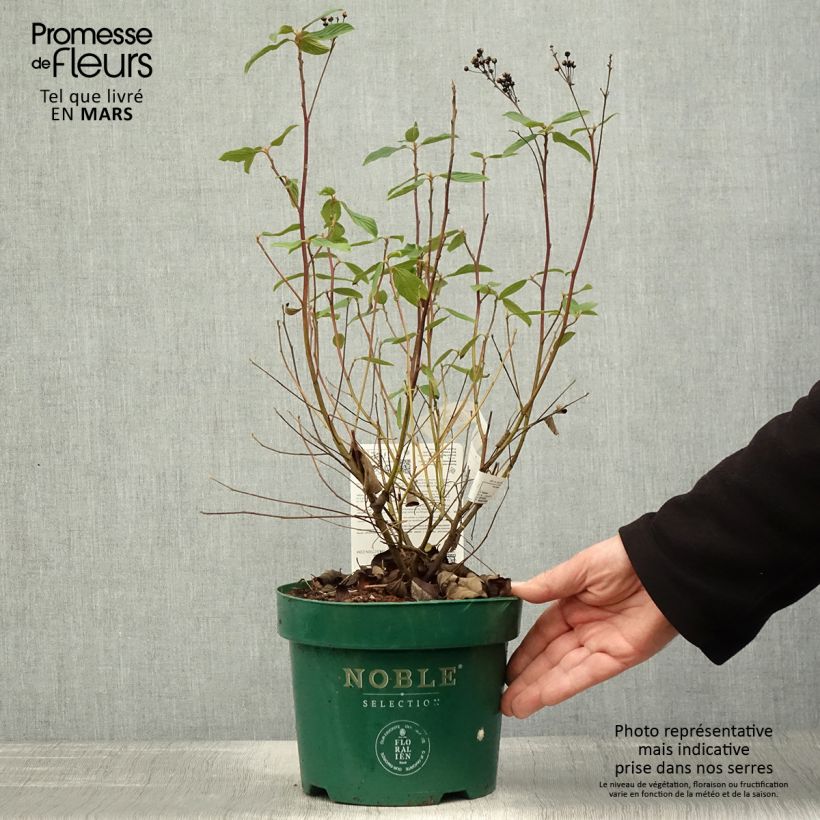 Spécimen de Céanothe pallidus Marie Blue (Marie Bleue) - Céanothe caduc Pot de 3L/4LHauteur livrée env. 40/50cm tel que livré au printemps