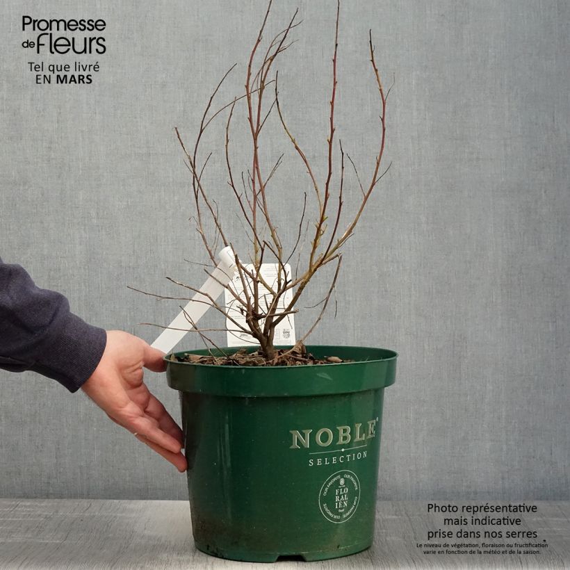 Spécimen de Céanothe pallidus Marie Blue (Marie Bleue) - Céanothe caduc Pot de 7,5L/10LHauteur livrée env. 50/60cm tel que livré au printemps