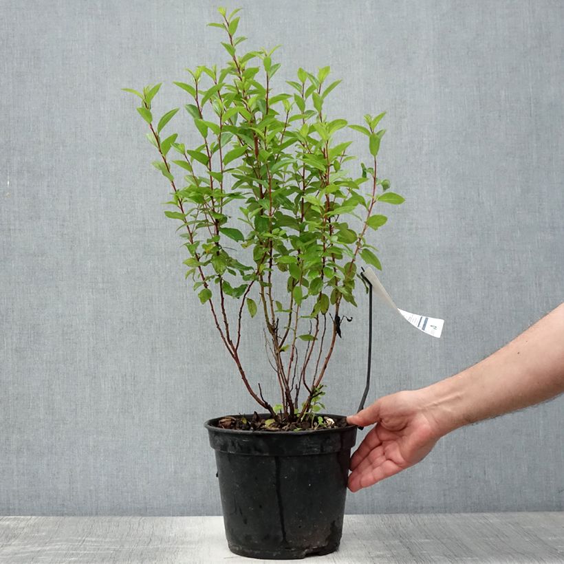 Spécimen de Céanothe pallidus Marie Rose - Lilas de Californie Pot de 3L/4L tel que livré en été
