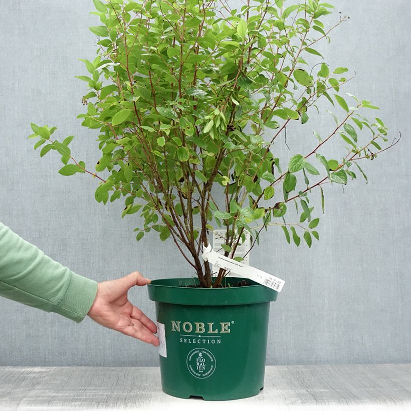 Spécimen de Céanothe pallidus Marie Rose - Lilas de Californie en pot de 7,5L/10L tel que livré en été
