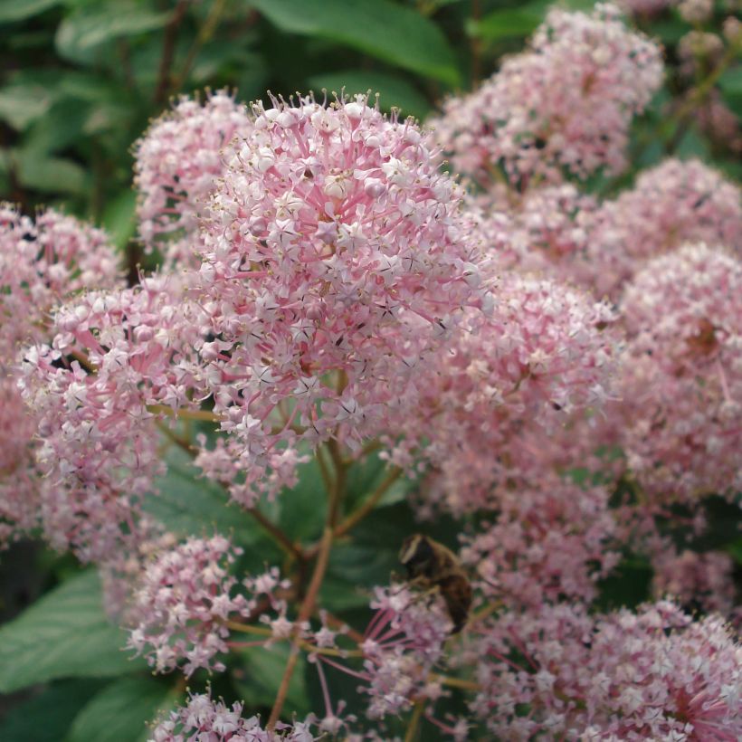 Céanothe pallidus Marie Simon (Floraison)