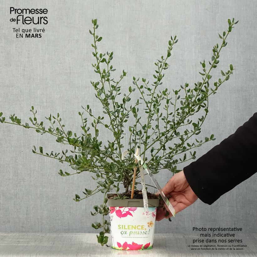 Spécimen de Céanothe Skylark - Lilas de Californie en pot de 2L/3L tel que livré au printemps