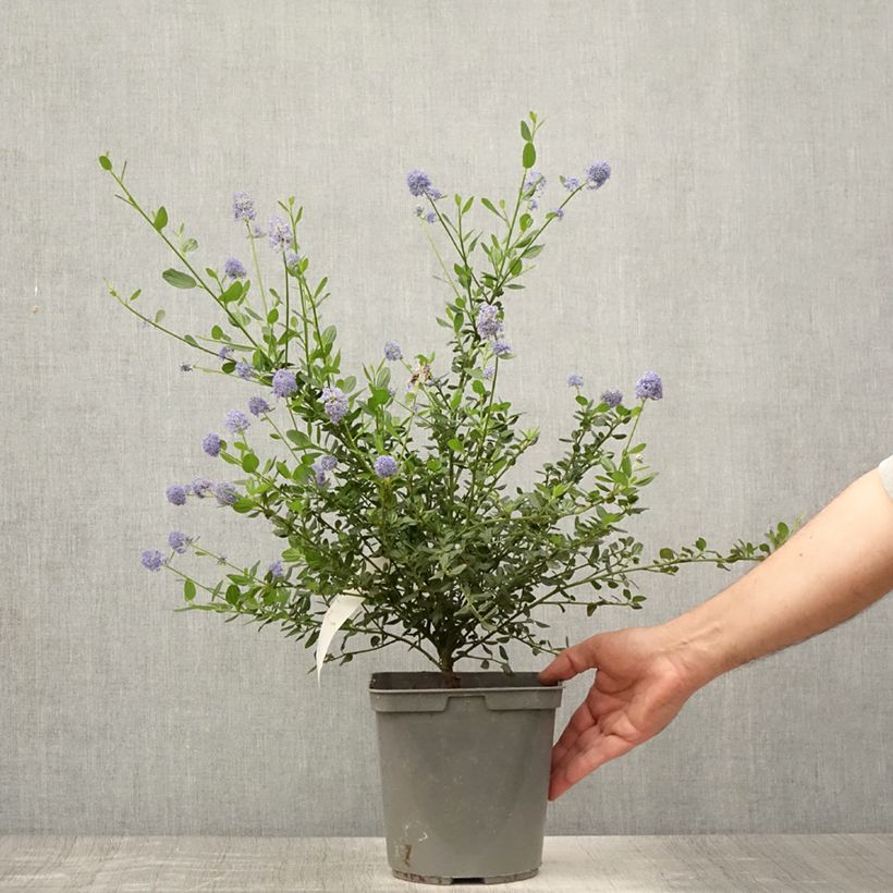 Spécimen de Céanothe Skylark - Lilas de Californie Pot de 4L/5L tel que livré en été
