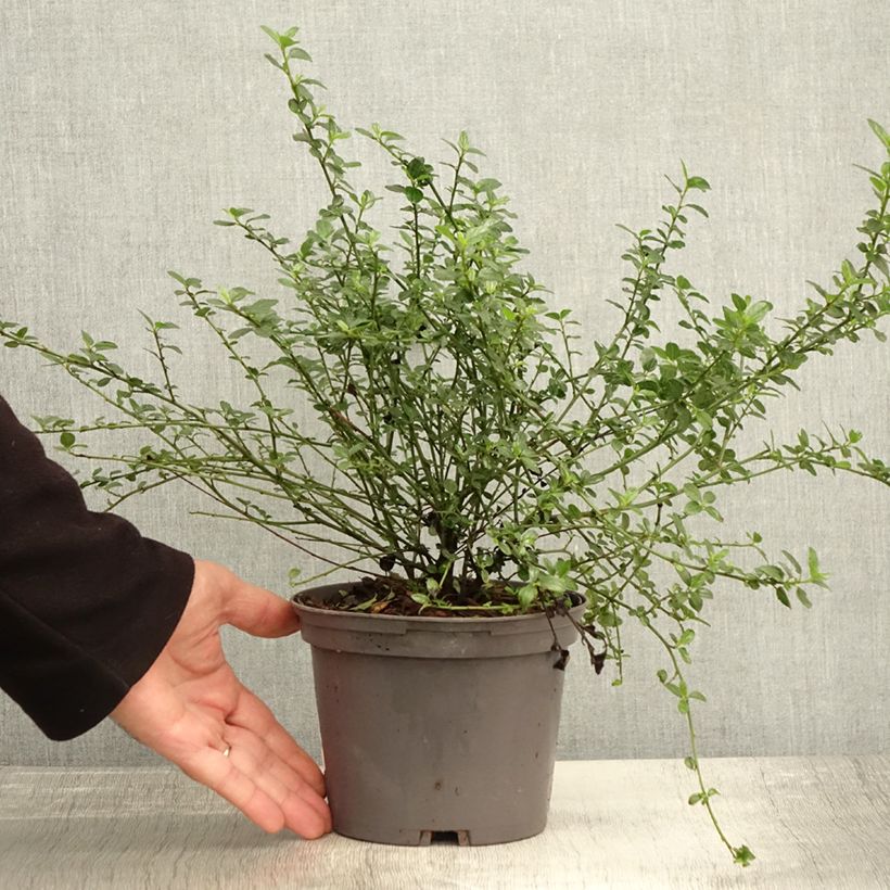 Spécimen de Céanothe Snow Flurries - Lilas de Californie Pot de 2L/3L tel que livré en automne