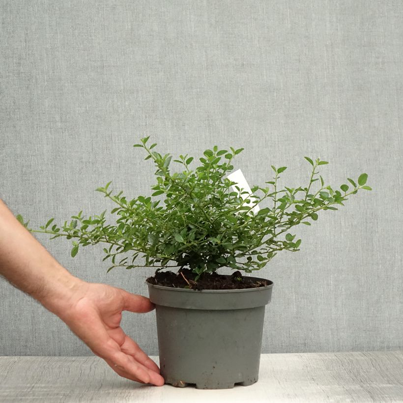 Spécimen de Ceanothus thyrsiflorus repens - Lilas de Californie Pot de 2L/3L tel que livré en été