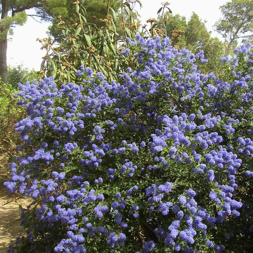 Ceanothus thyrsiflorus repens - Lilas de Californie (Port)