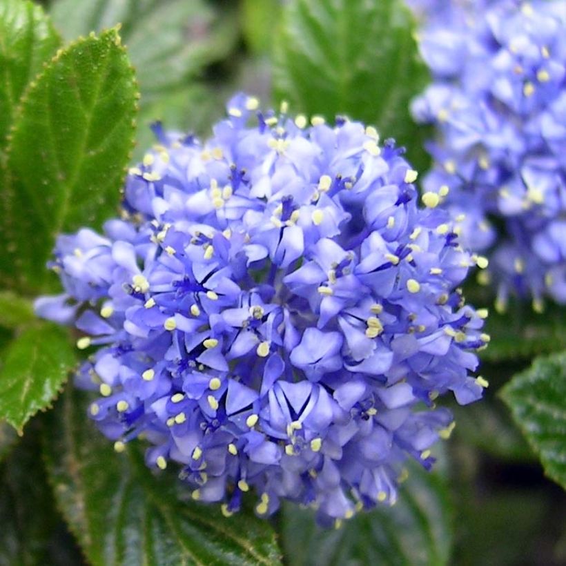 Ceanothus thyrsiflorus repens - Lilas de Californie (Floraison)