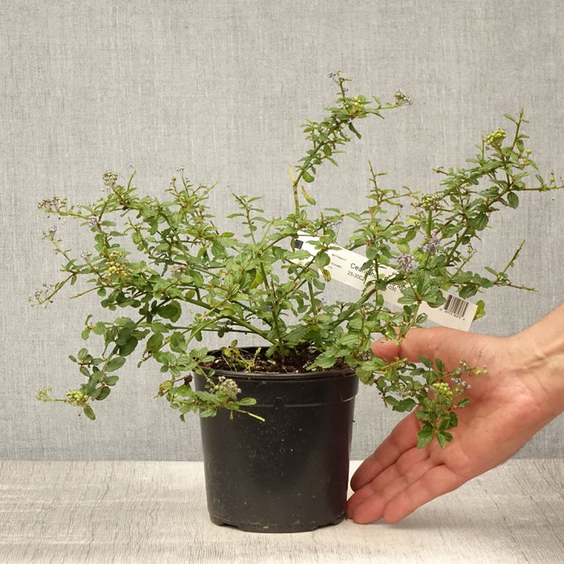 Spécimen de Céanothe (x) Blue Mound Pot de 2L/3L tel que livré en été