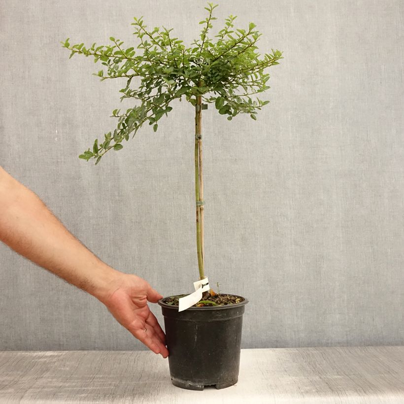 Spécimen de Céanothe (x) Blue Mound Pot de 3L/4L, Tige de 50 cm tel que livré en été