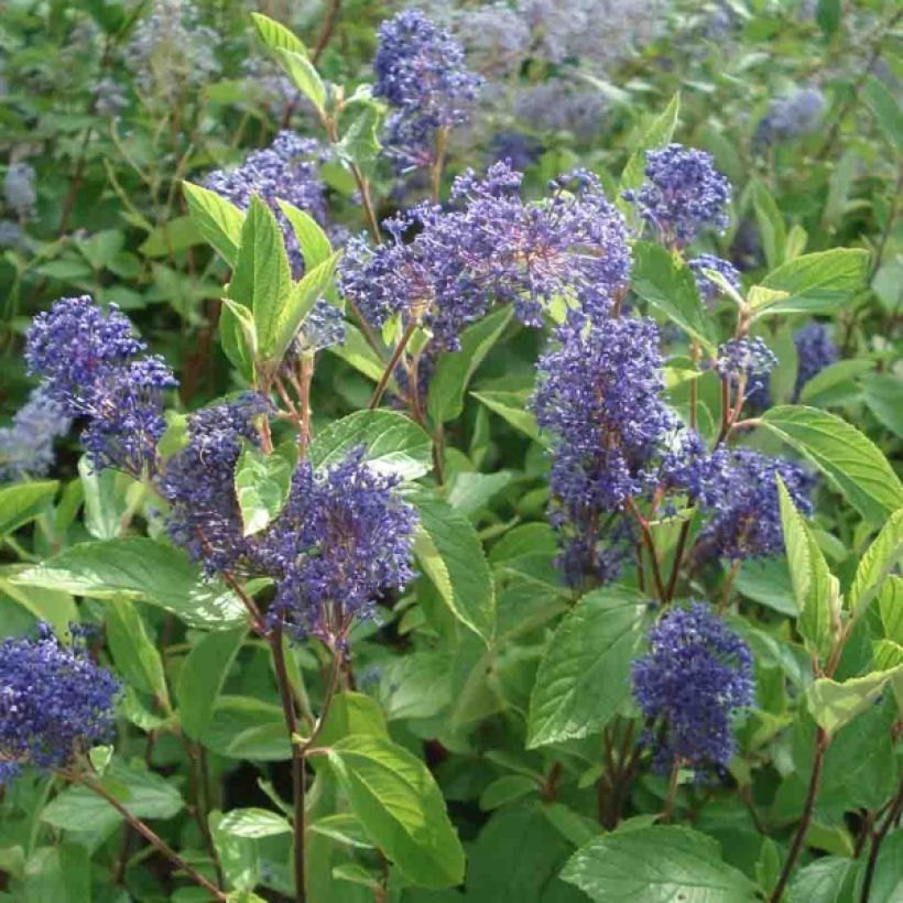 Céanothe Henri Desfossé - Lilas de Californie (Floraison)