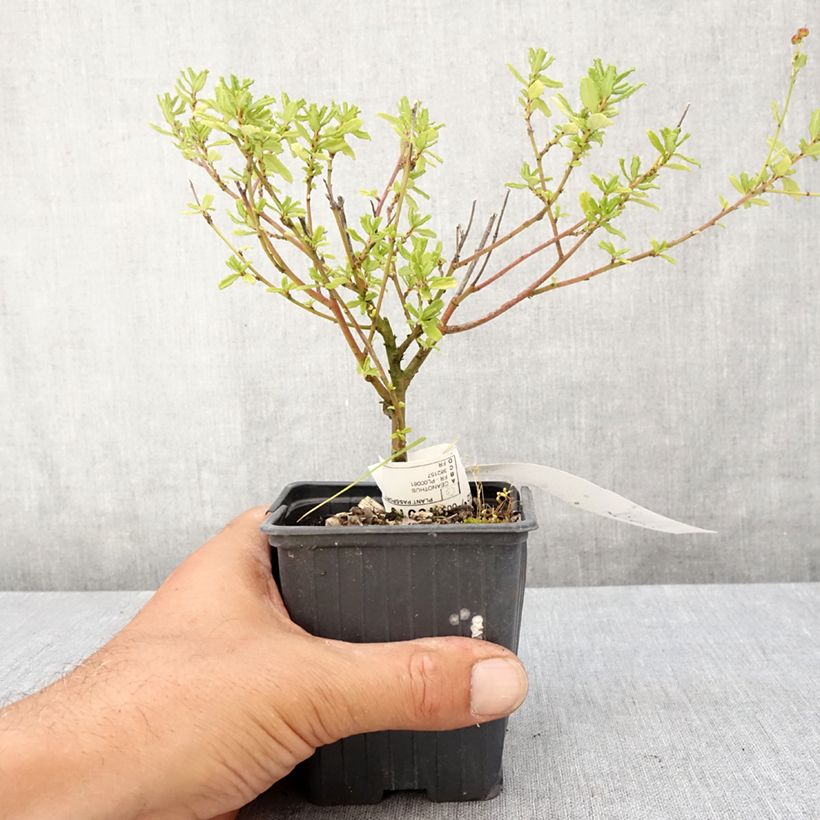 Spécimen de Ceanothus Italian Skies - Lilas de Californie Godet de 8/9 cm tel que livré en été