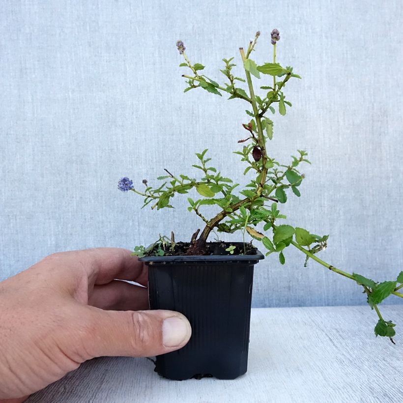 Spécimen de Ceanothus thyrsiflorus repens - Lilas de Californie Godet de 8/9 cm tel que livré en été