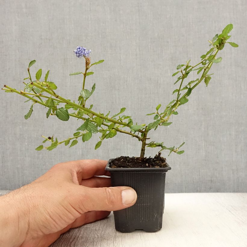 Spécimen de Ceanothus thyrsiflorus repens - Lilas de Californie Godet de 8/9 cmHauteur livrée env. 10/15cm tel que livré au printemps