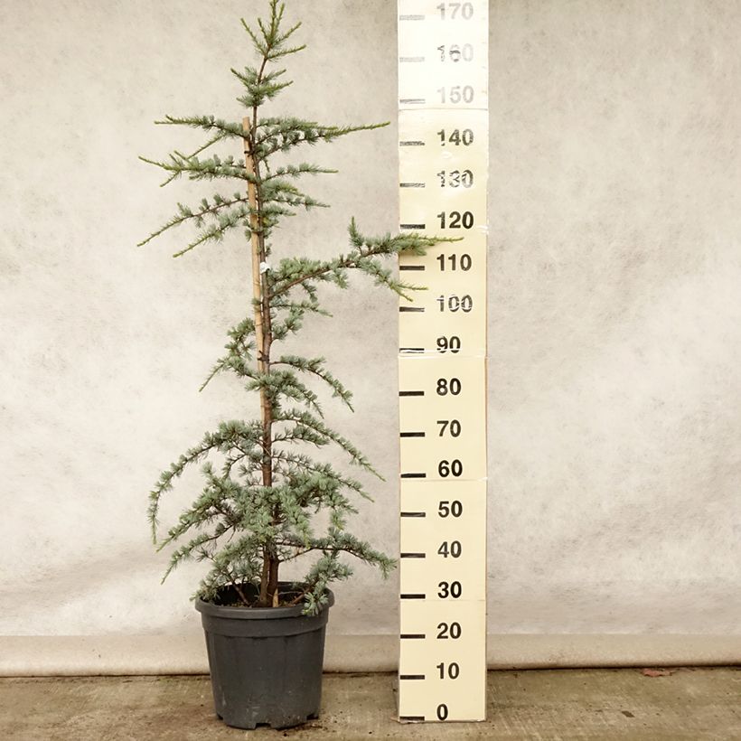 Spécimen de Cèdre bleu de l'Atlas - Cedrus libani Atlantica Glauca Pot de 7,5L/10L tel que livré en été