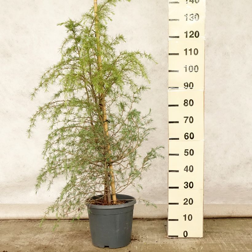 Spécimen de Cèdre de l'Himalaya - Cedrus deodara Pot de 12L/15L tel que livré en été