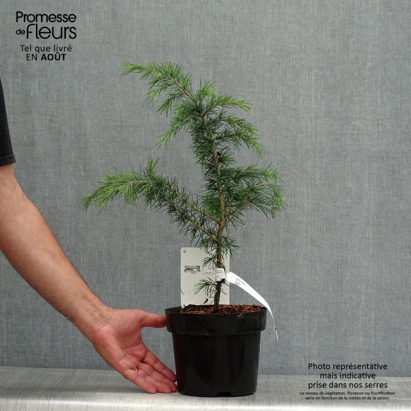 Spécimen de Cèdre de l'Himalaya - Cedrus deodara Pot de 3L/4L tel que livré en été