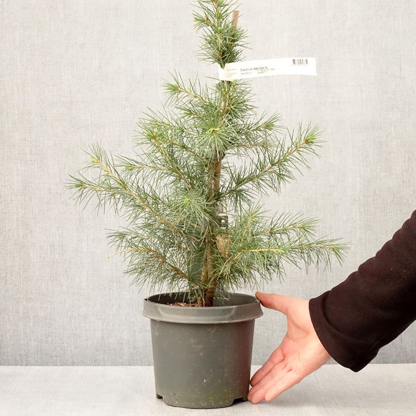 Spécimen de Cèdre de l'Himalaya - Cedrus deodara en pot de 3/4L tel que livré au printemps