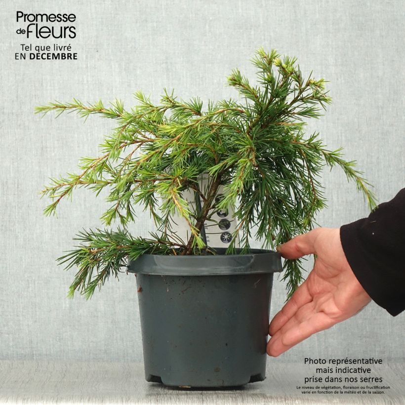 Spécimen de Cèdre de l'Himalaya Feeling Blue - Cedrus deodara  Pot de 3L/4L tel que livré en automne