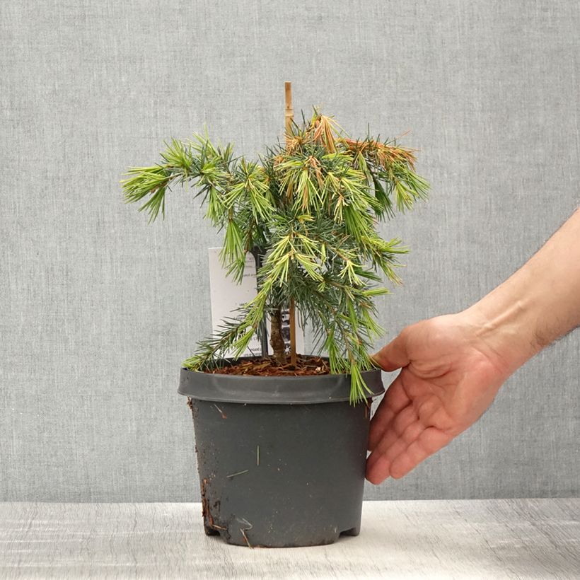 Spécimen de Cèdre de l'Himalaya Feeling Blue - Cedrus deodara en pot de 3/4L tel que livré au printemps
