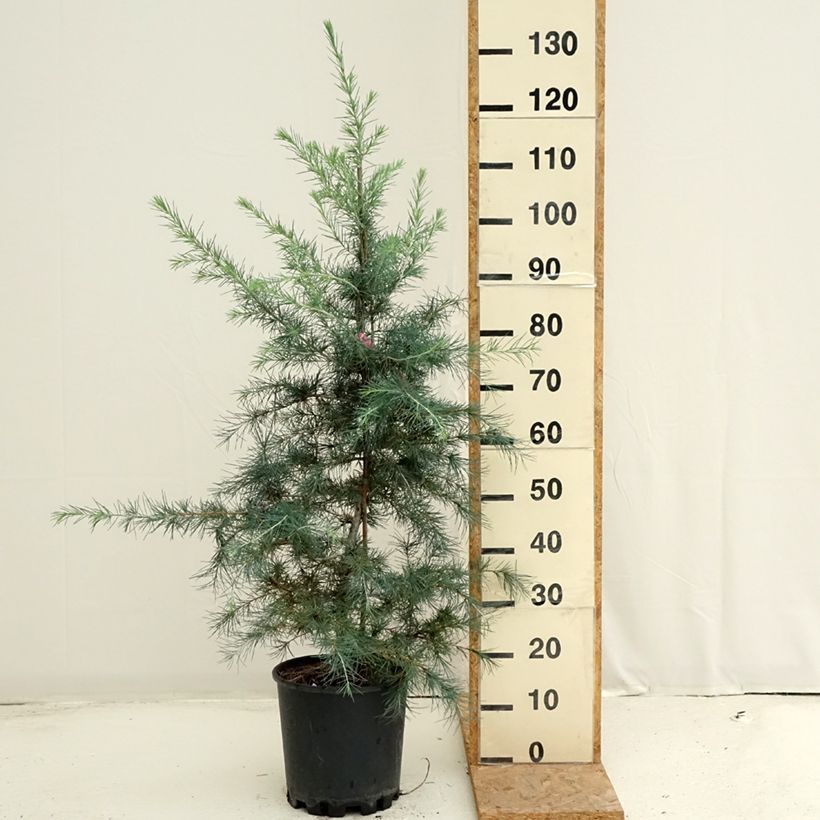 Spécimen de Cèdre de l'Himalaya Pendula - Cedrus deodara Pot de 7,5L/10L tel que livré en été
