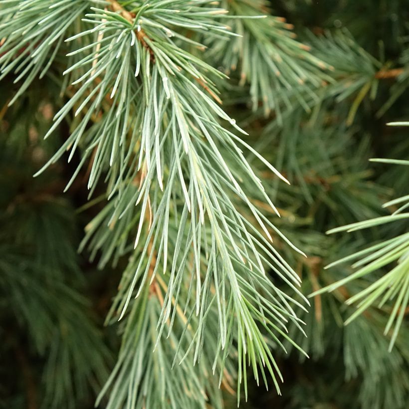 Cèdre de l'Himalaya Pendula - Cedrus deodara (Feuillage)