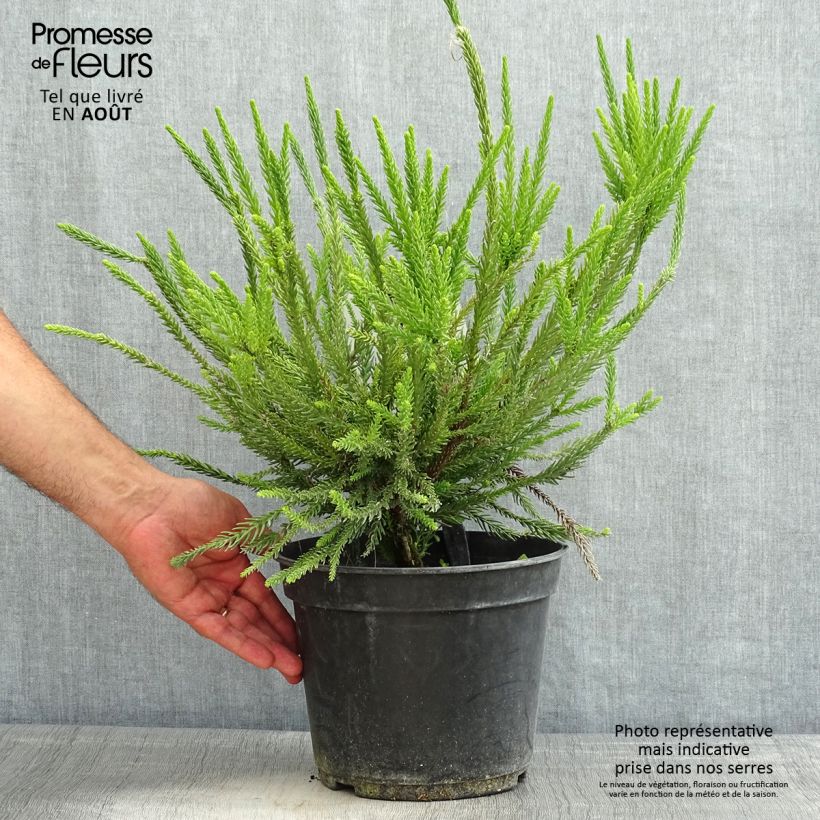 Spécimen de Cryptomeria japonica Araucarioides - Cèdre du Japon  Pot de 4L/5L tel que livré en été