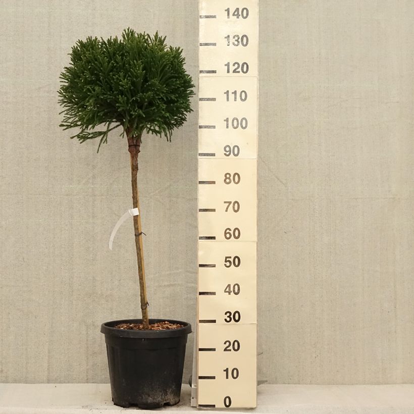 Spécimen de Cryptomeria japonica Globosa Nana - Cèdre du Japon Pot de 12L/15L sur tige tel que livré au printemps