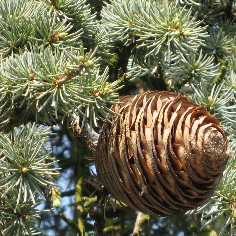 Cèdre bleu de l'Atlas - Cedrus libani atlantica Glauca Pendula (Feuillage)