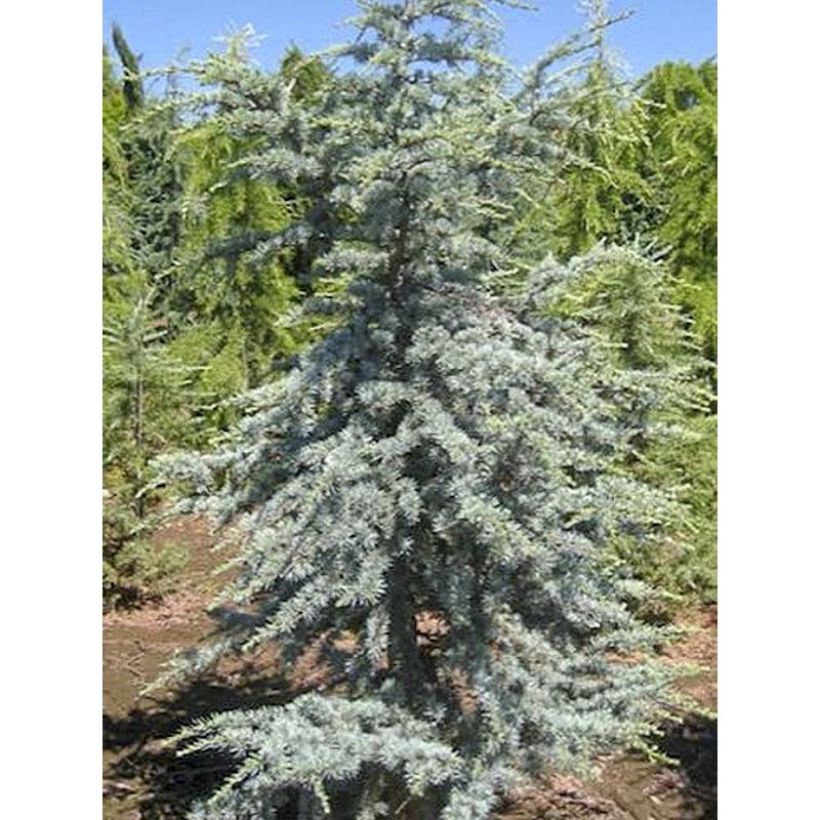 Cèdre bleu de l'Atlas - Cedrus libani atlantica Horstmanns Silberspitz (Feuillage)